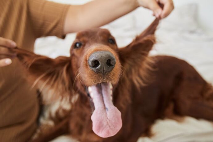 Funny Dog Faces That Will Instantly Brighten Your Day