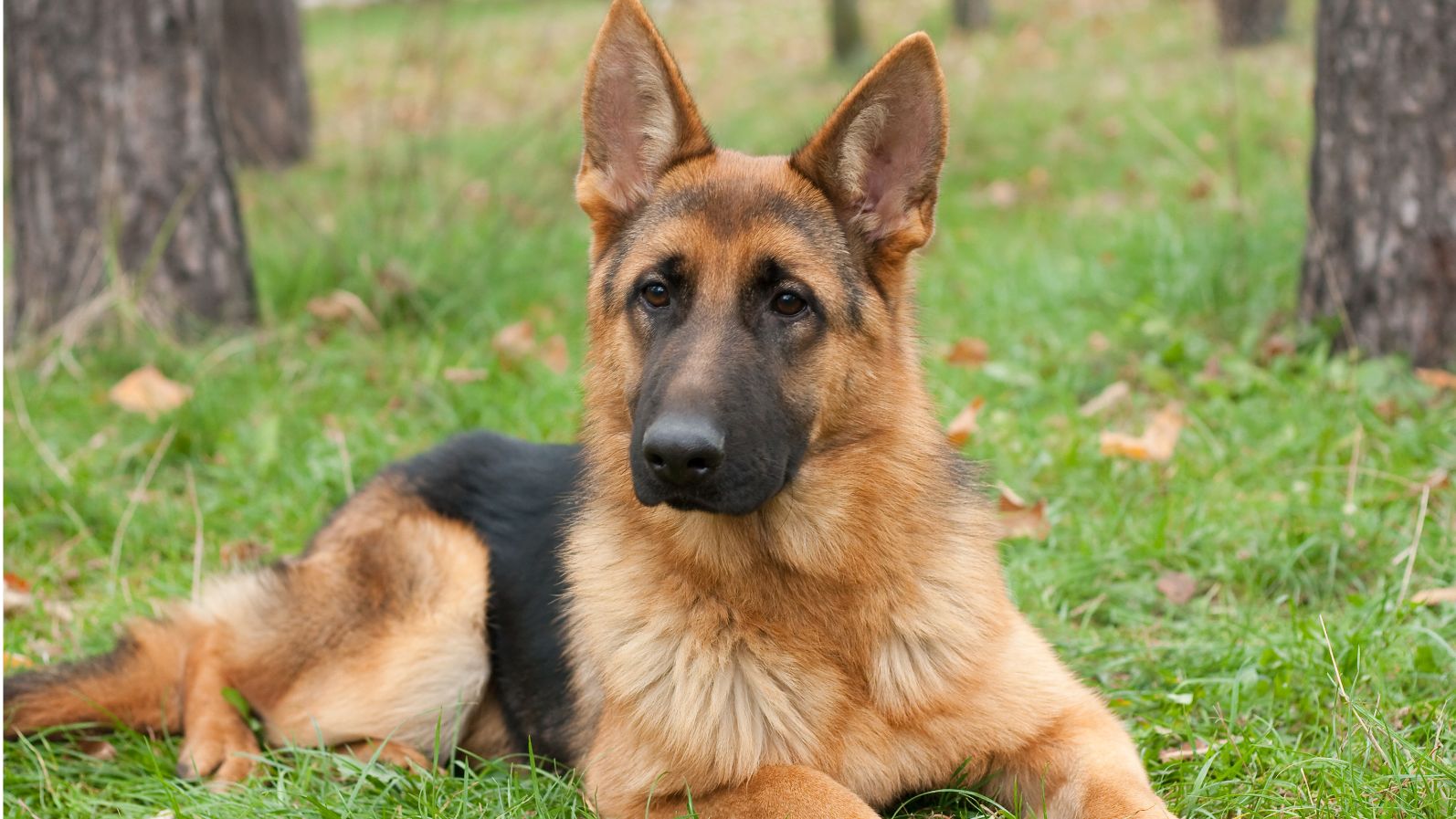 German Shepherd