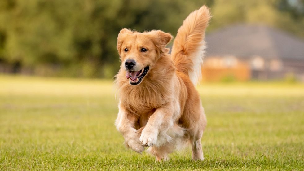 Golden Retriever