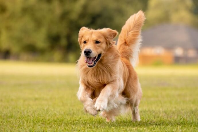 Golden Retrievers
