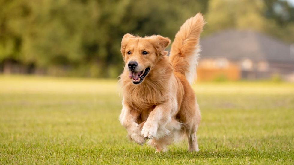 Golden Retrievers