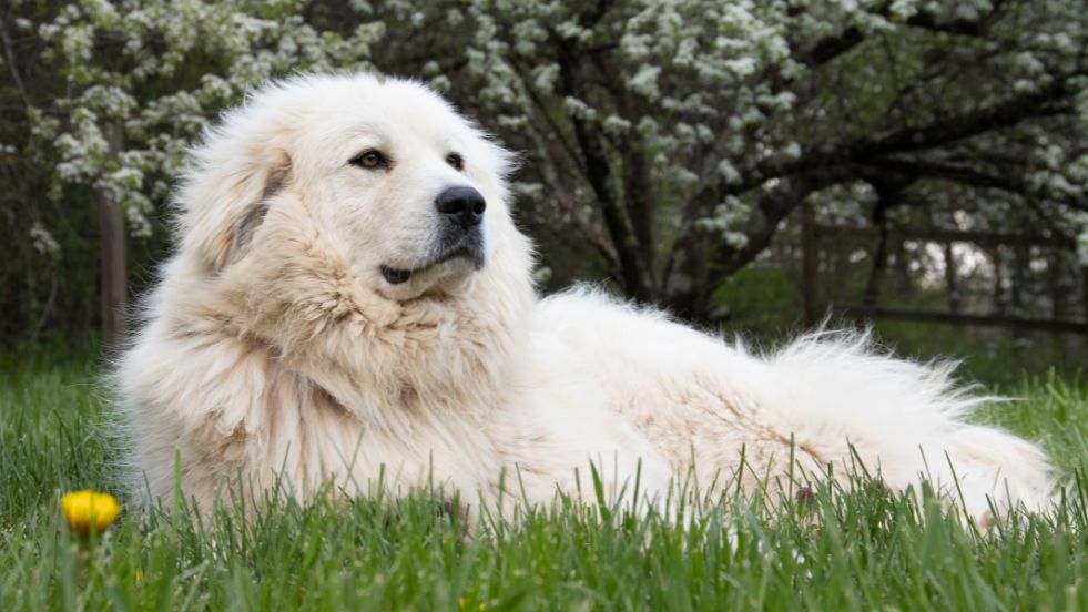 Great Pyrenees