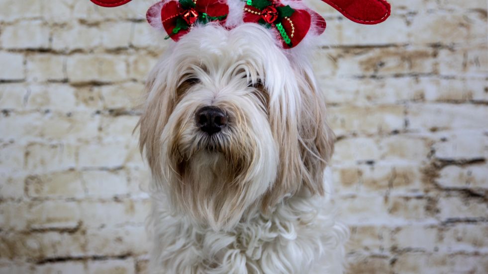 Hairy Dog Breeds That Will Steal Your Heart