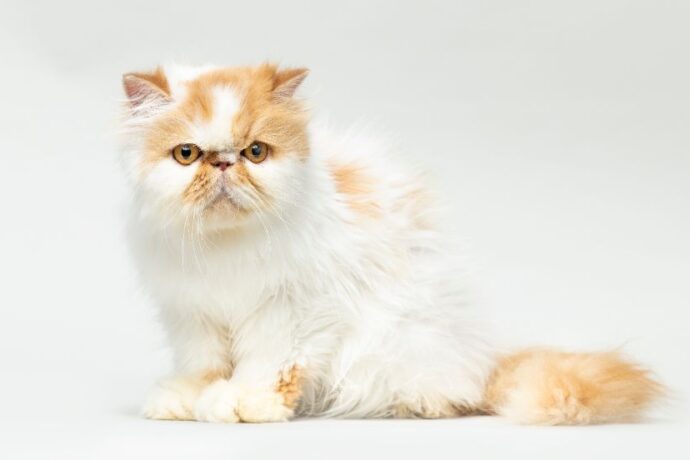 Harry Potter Cat