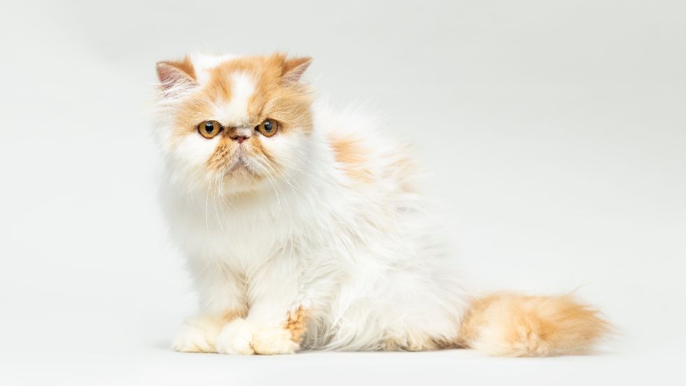 Harry Potter Cat