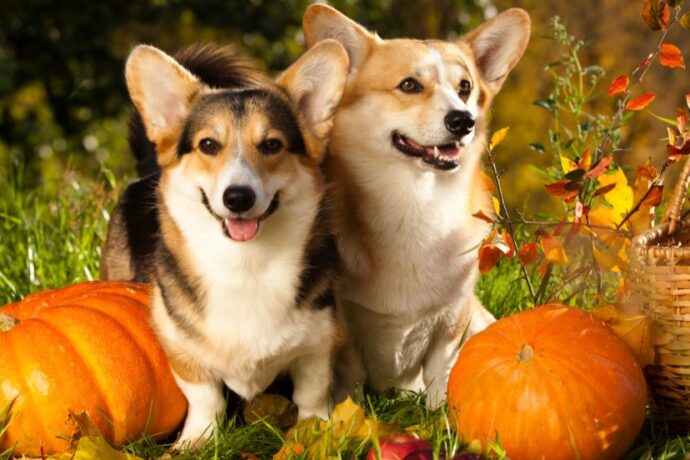 Healthy & Delicious Pumpkin Dog Treats Recipes Your Pup Will Love