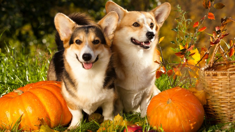 Healthy & Delicious Pumpkin Dog Treats Recipes Your Pup Will Love
