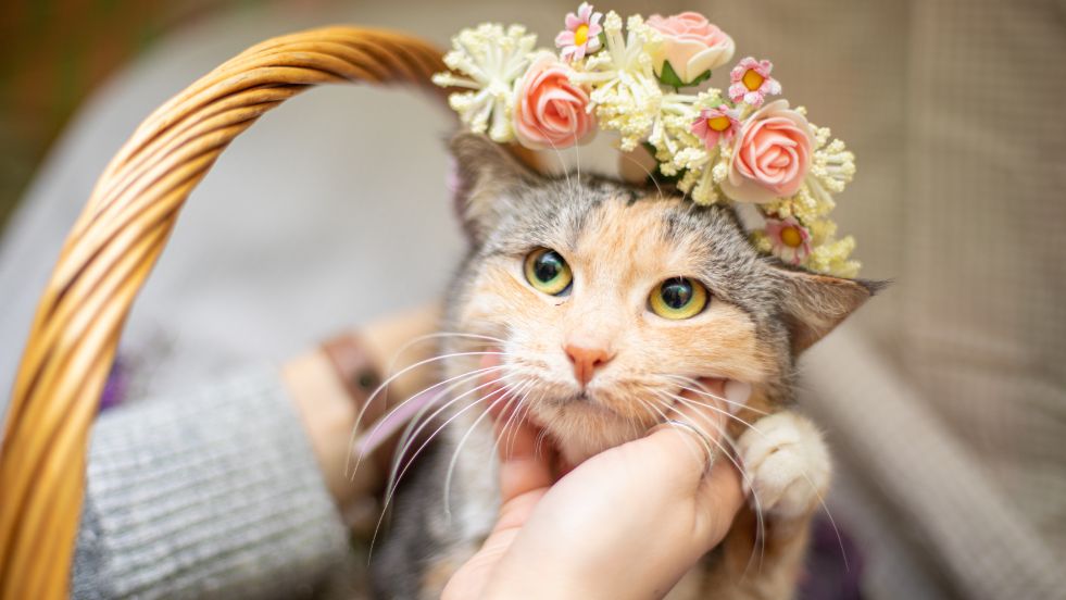 Hilarious, Clever & Purrfectly Punny Ideas
