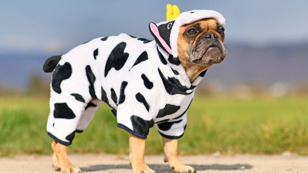 Hilarious, Clever & Totally Paw-some Ideas