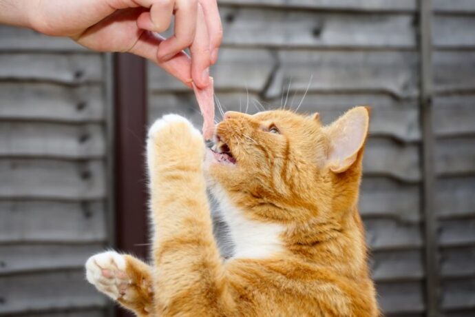 Homemade Cat Treat Recipes