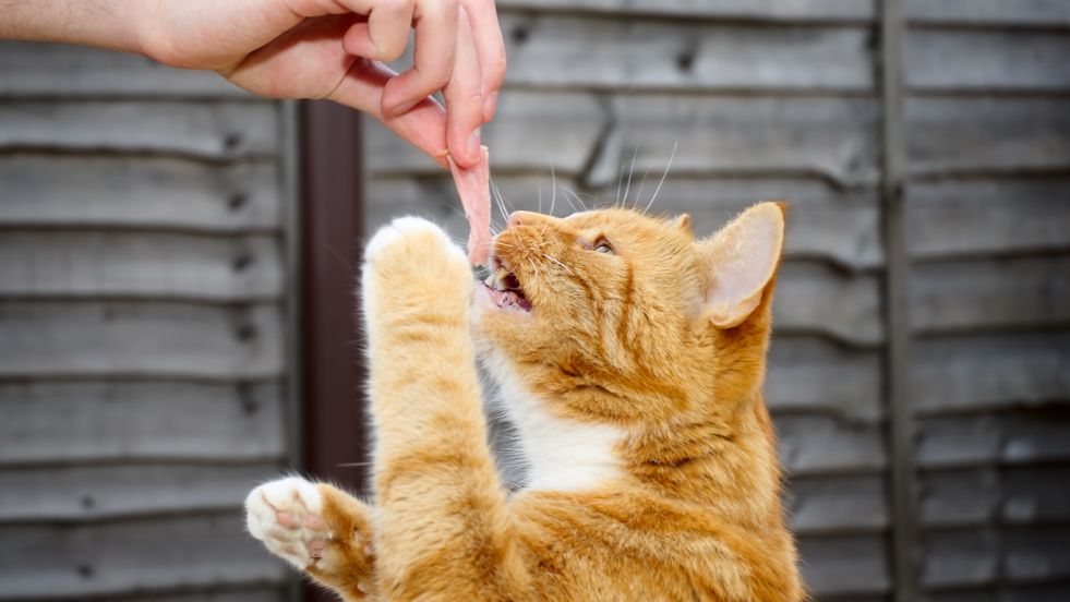 Homemade Cat Treat Recipes
