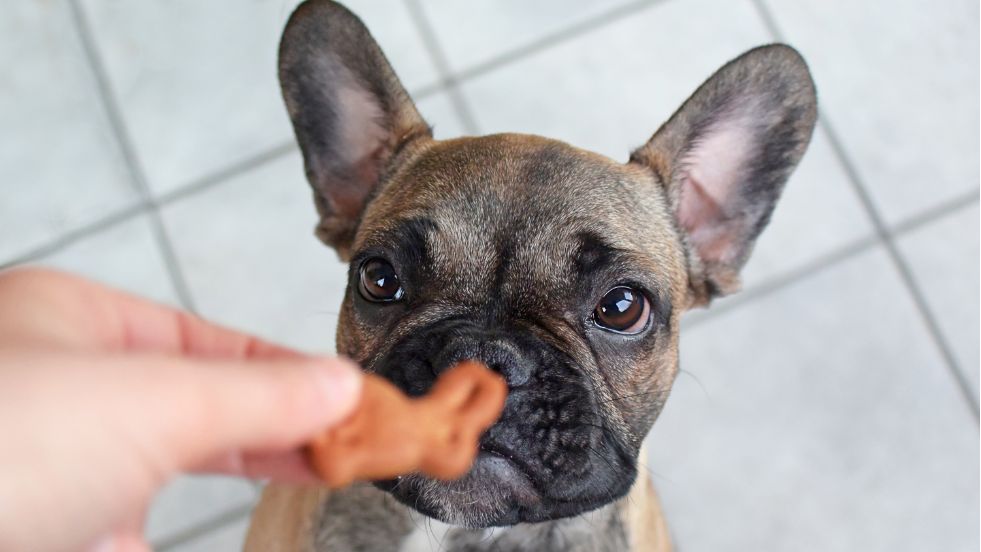 Homemade Dog Treats