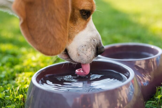 How Much Water Should a Dog Drink