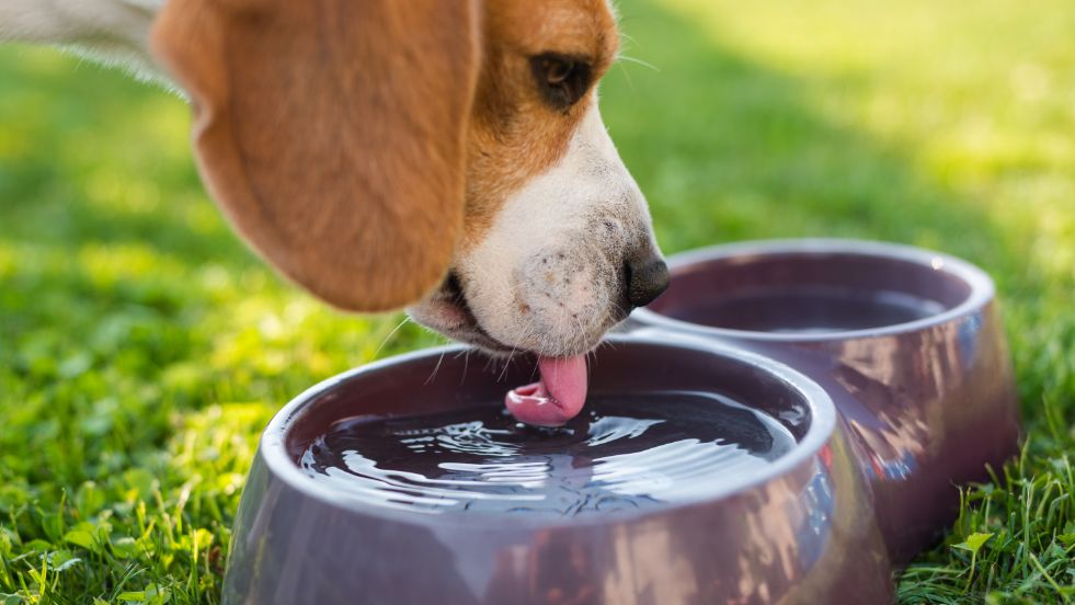 How Much Water Should a Dog Drink