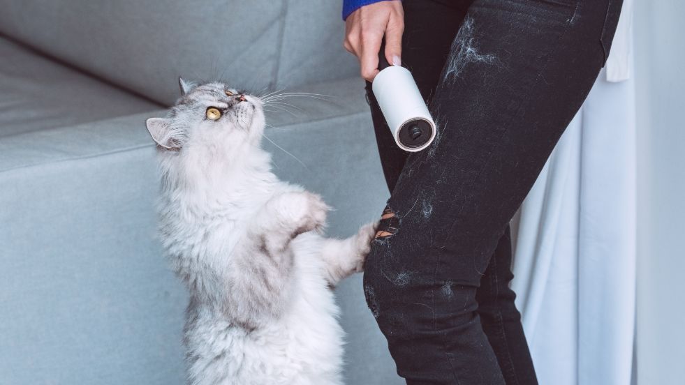 How to Remove Cat Hair From Clothes Fast