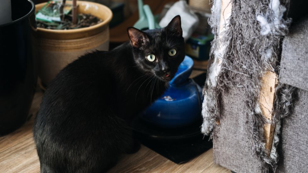 How to Stop Your Cat From Scratching Furniture