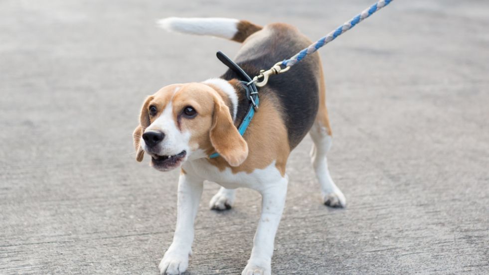 How to Stop Your Dog from Pulling on the Leash: 10 Proven Tips for Stress-Free Walks