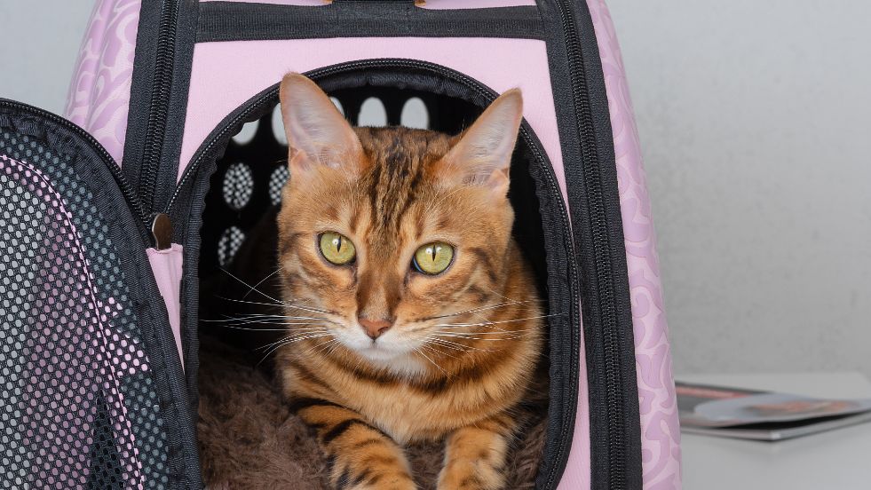 How to Travel with Your Cat Stress-Free: Tips for a Smooth Journey