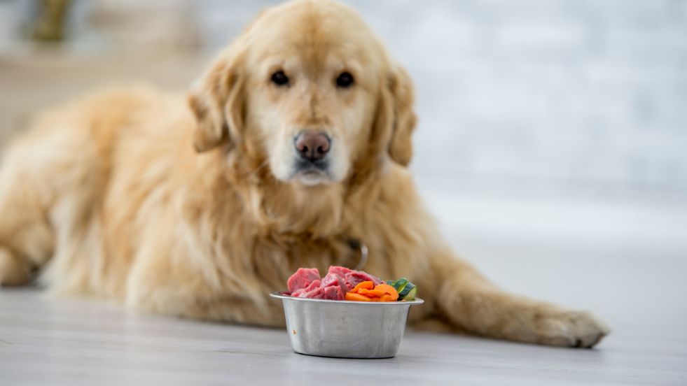 Human Foods You Should Never Give Your Dog: Essential Safety Tips for Pet Owners