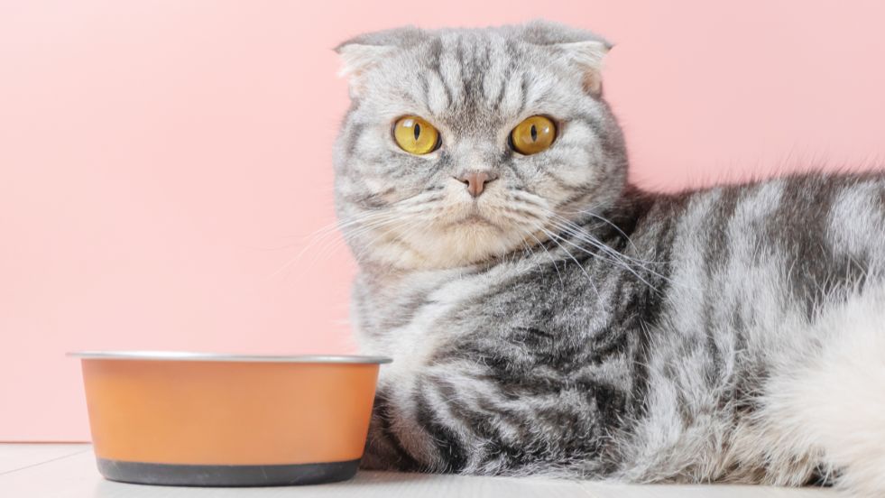 Human Foods You Shouldn't Give to Your Cat