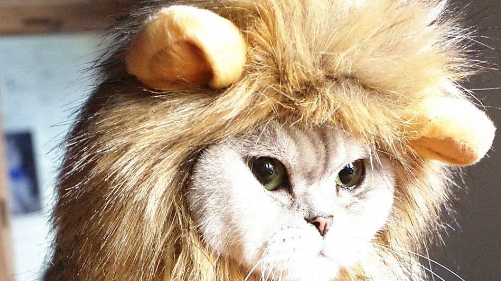 Idepet Lion Mane Wig for Cats