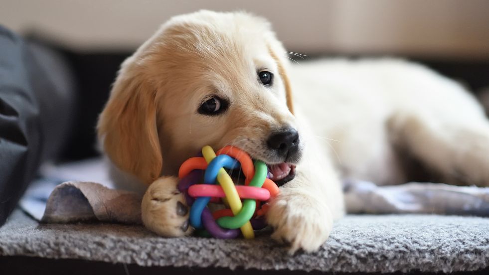 Indestructible Dog Toys That Will Last Forever