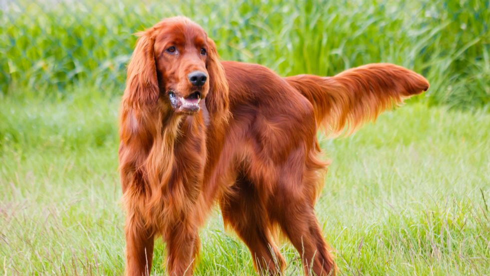 Irish Setter