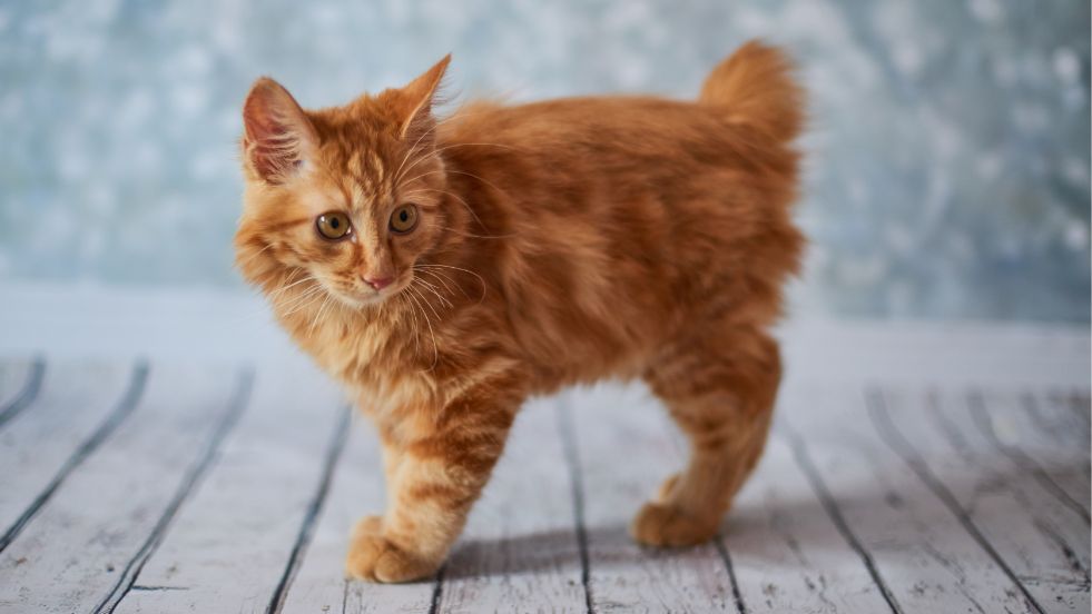 Japanese Bobtail
