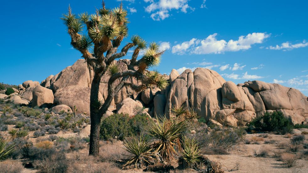 Joshua Tree National Park, California
