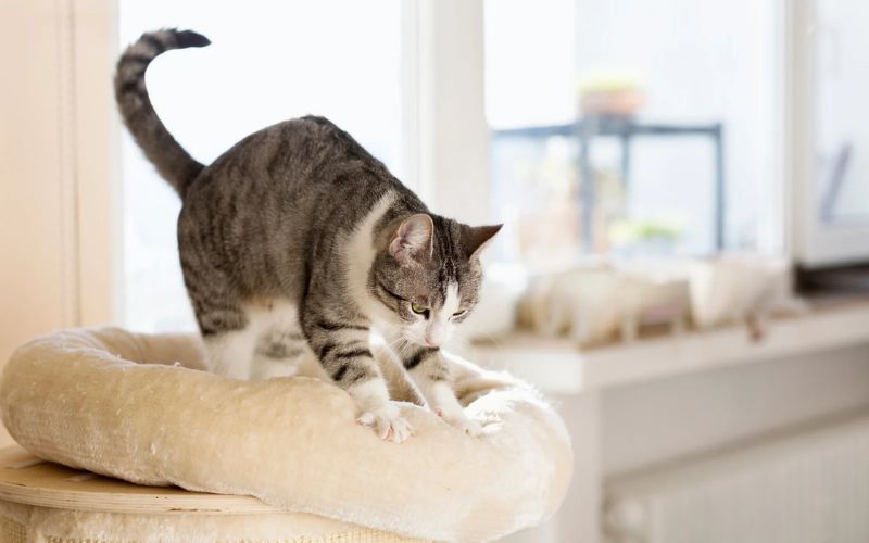 Kneading Blankets (or You!)