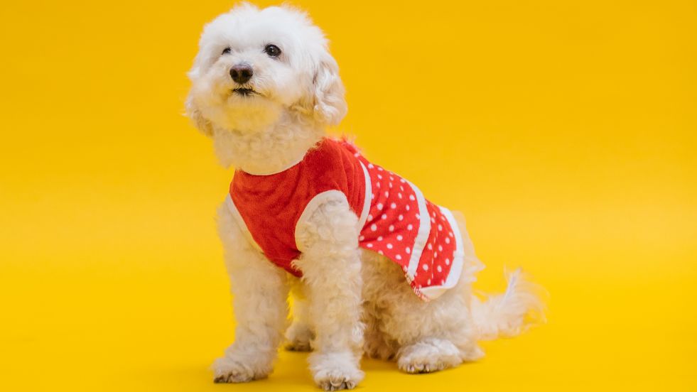Magical, Adorable & Timeless Picks for Your Pup