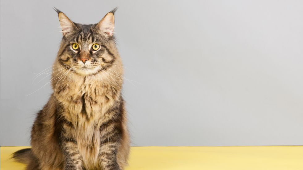 Maine Coon – The Gentle Giant