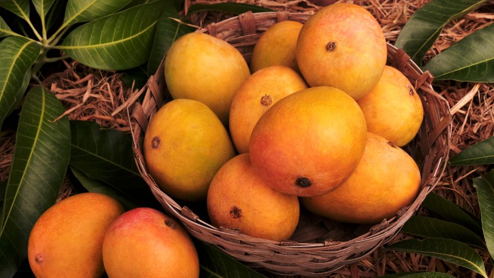  Mango