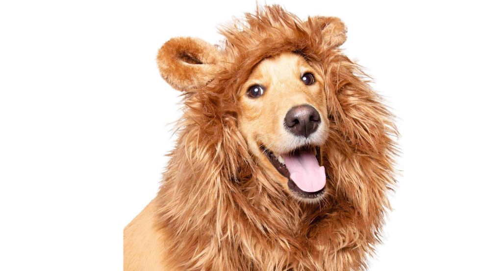 Pet Krewe Lion Mane Costume