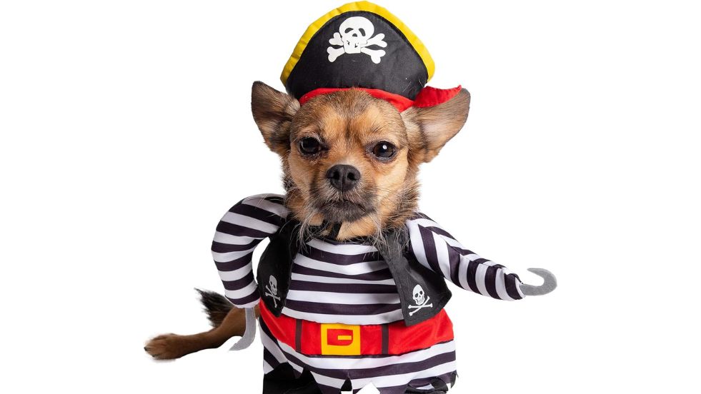 Pet Krewe Pirate Cat Costume