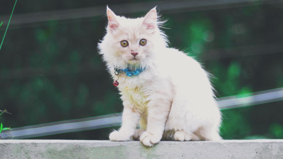Pinterest-Perfect Aesthetic Cat Names for Your Stylish Feline