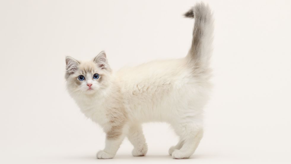 Ragdoll – The Gentle Lap Lover