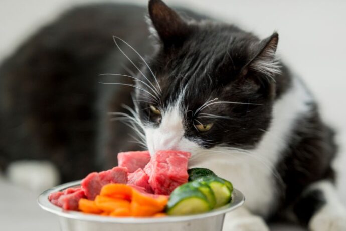 Raw Food Diet for Cats