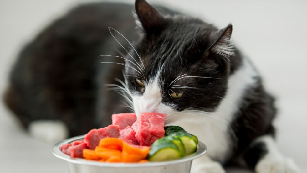 Raw Food Diet for Cats