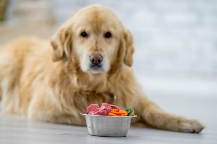 Raw Food Diet for Dogs