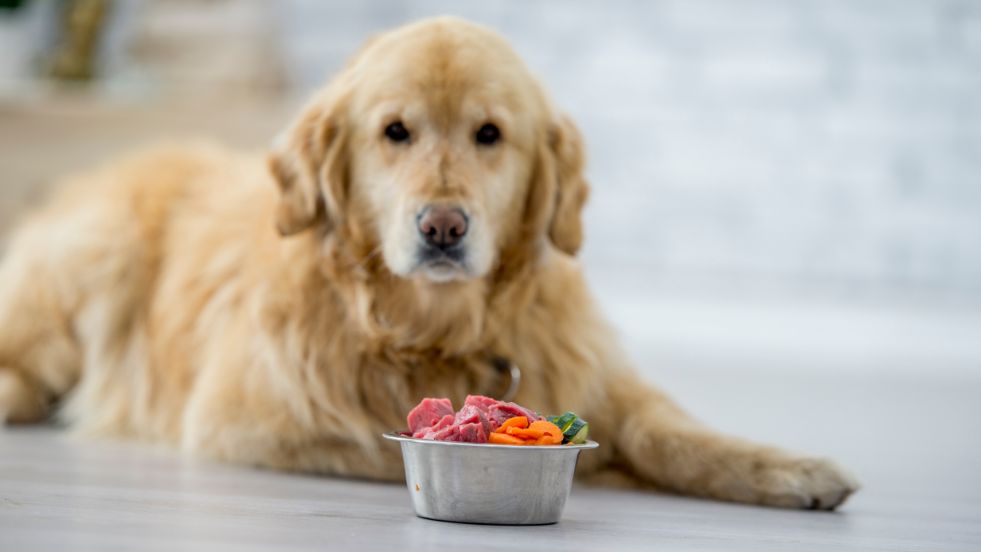 Raw Food Diet for Dogs