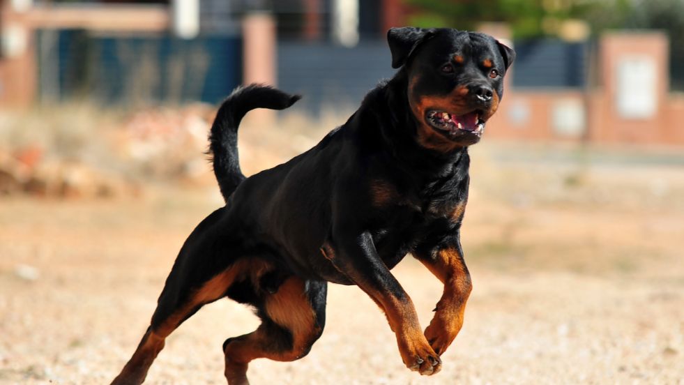 Rottweiler
