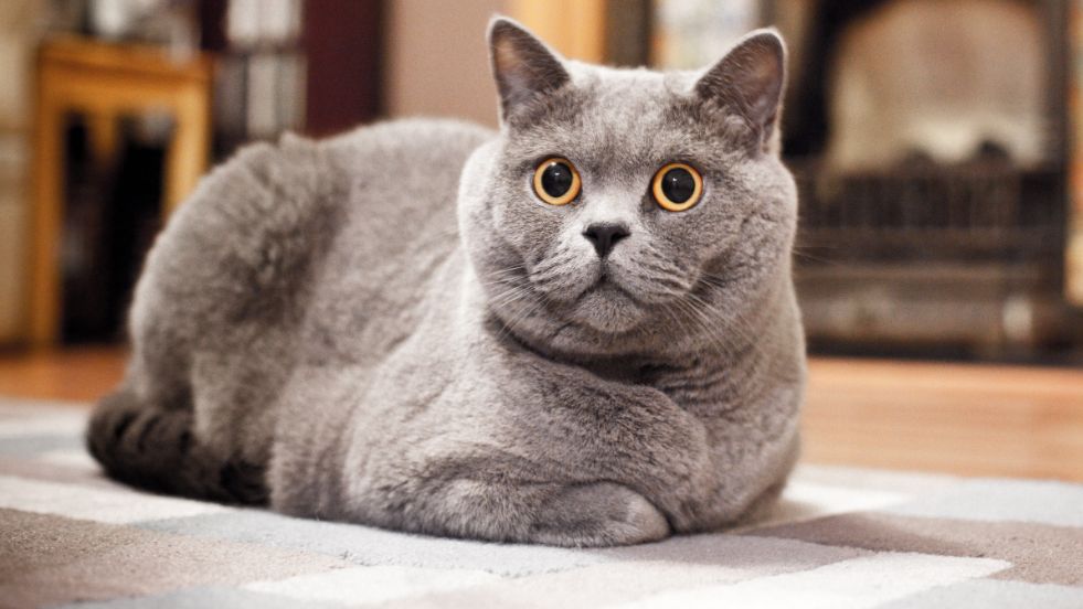 Russian Blue