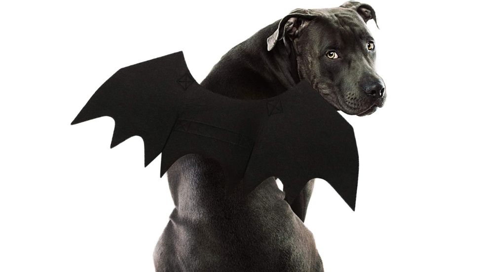 Rypet Halloween Bat Wings Costume