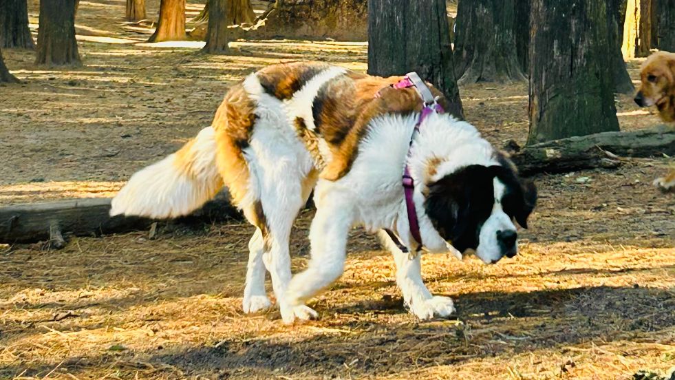 Saint Bernard