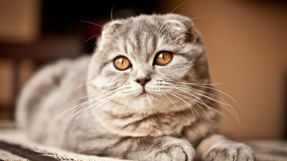 Scottish Fold – The Sweet Snuggler