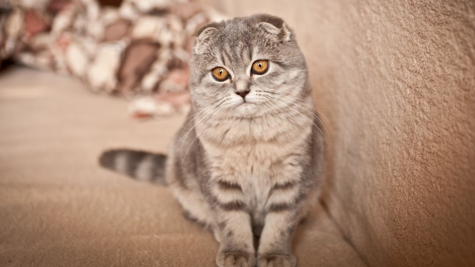  Scottish Fold