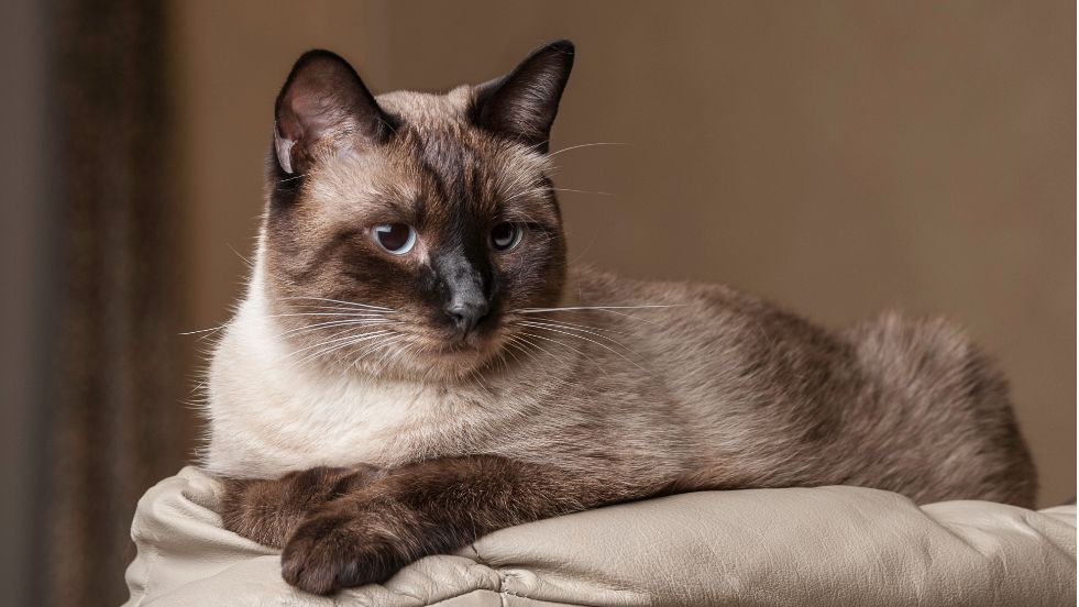 Siamese – The Social Butterfly