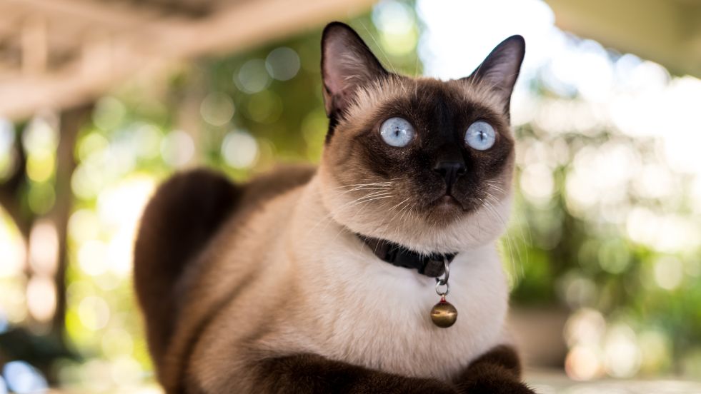 Siamese