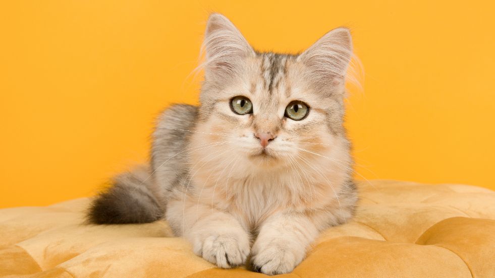 Siberian